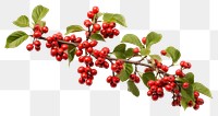 PNG Cherry plant fruit tree transparent background