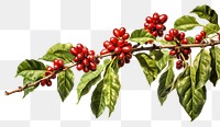 PNG Cherry plant leaf tree transparent background