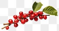 PNG Cherry plant fruit leaf transparent background