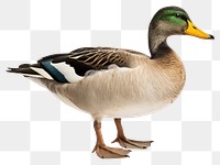 PNG Duck mallard animal bird. 