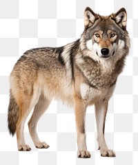 PNG Mammal animal coyote wolf. AI generated Image by rawpixel.