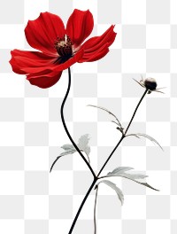 PNG Flower poppy petal plant. 