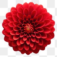 PNG Dahlia flower plant red. 