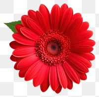 PNG Flower daisy dahlia petal. AI generated Image by rawpixel.
