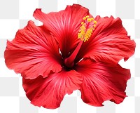 PNG Hibiscus flower petal plant. 