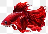 PNG Fish animal red underwater. 