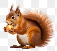 PNG Squirrel rodent animal mammal