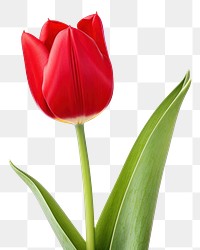 PNG Tulip flower plant red. 