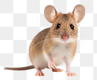 PNG Mouse animal mammal rodent. 