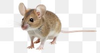 PNG Mouse animal rodent mammal. 