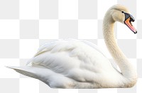 PNG Swan bird animal white. 