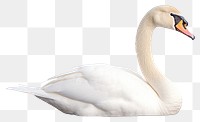 PNG Bird swan animal white