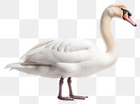 PNG Swan animal goose white. AI generated Image by rawpixel.