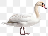 PNG Swan animal goose white. 