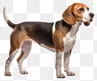 PNG Beagle animal mammal hound. 