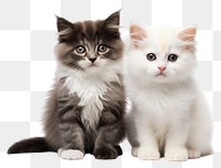 PNG Mammal animal kitten pet. AI generated Image by rawpixel.