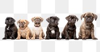PNG Animal mammal puppy dog. AI generated Image by rawpixel.