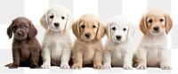 PNG Animal mammal puppy dog. AI generated Image by rawpixel.