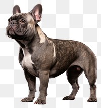 PNG Bulldog mammal animal pet. AI generated Image by rawpixel.