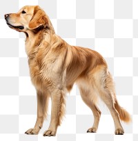 PNG Mammal animal dog pet. AI generated Image by rawpixel.