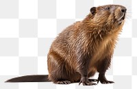 PNG Wildlife animal mammal rodent. AI generated Image by rawpixel.