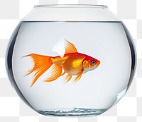 PNG Goldfish animal transparent wildlife