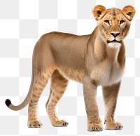 PNG Wildlife mammal animal carnivora. AI generated Image by rawpixel.