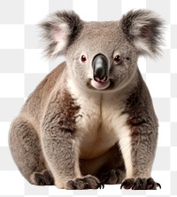 PNG Wildlife mammal animal koala. AI generated Image by rawpixel.