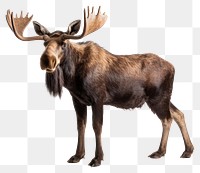 PNG Wildlife animal mammal wildebeest