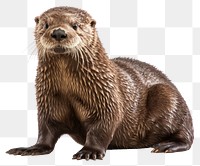 PNG Wildlife animal mammal otter