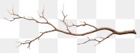 PNG Antler plant tree driftwood