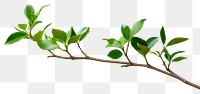 PNG Plant herbs leaf tree