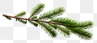 PNG Plant tree pine fir