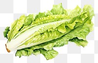 PNG Vegetable lettuce plant food. 