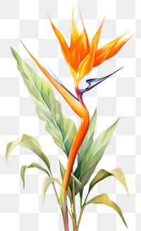 PNG Plant flower leaf bird. 