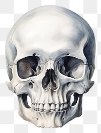 PNG Human white background anthropology human skull. 