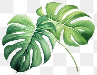 PNG Plant leaf white background xanthosoma. 