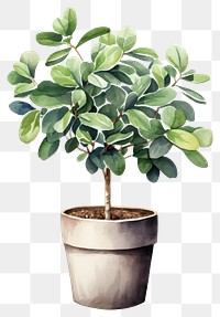 PNG Plant bonsai leaf tree. 