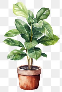 PNG Plant leaf white background potted plant. 