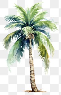 PNG Tree plant white background palm tree. 