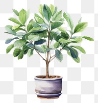 PNG Plant tree bonsai leaf. AI generated Image by rawpixel.