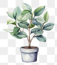 PNG Plant tree leaf houseplant. AI generated Image by rawpixel.