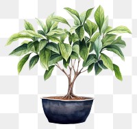 PNG Plant tree bonsai leaf. AI generated Image by rawpixel.