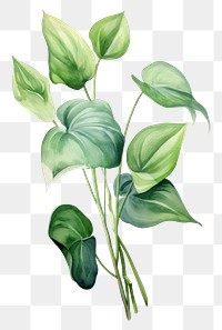 PNG Plant green leaf  