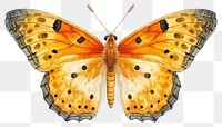 PNG Butterfly insect animal moth. 