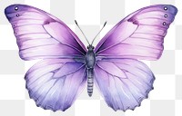 PNG Butterfly animal insect invertebrate