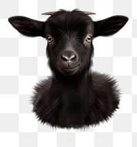 PNG PNG Livestock mammal animal sheep. AI generated Image by rawpixel.