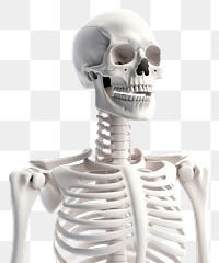 PNG Fracture skeleton anatomy person. 