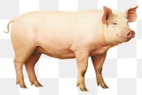 PNG Pig mammal animal  