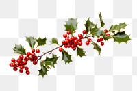 PNG Christmas cherry plant leaf